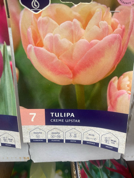 Tulipa Creme Upstar