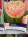Tulipa Creme Upstar