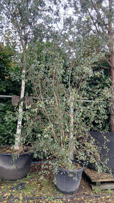 Betula utilis jacquemontii