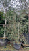 Betula utilis jacquemontii