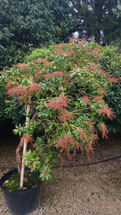 Pieris 'Forest Flame'