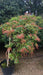 Pieris 'Forest Flame'