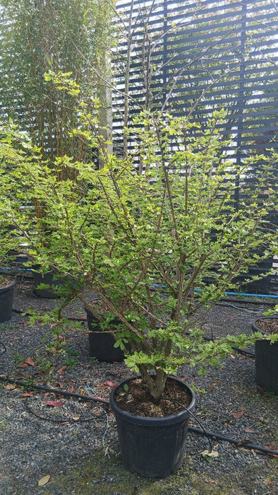 Euonymus alatus