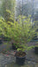 Euonymus alatus