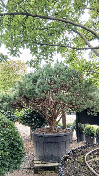 Pinus sylv. 'Nana'