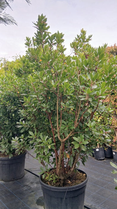 Arbutus unedo