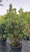 Arbutus unedo