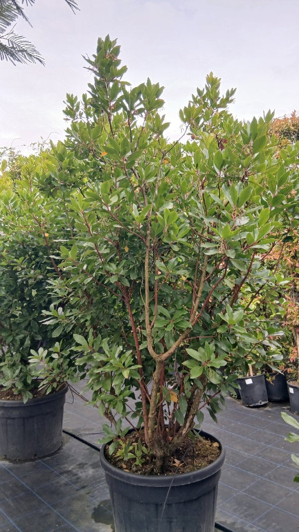 Evergreen Trees