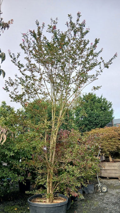 Lagerstroemia indica