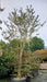 Lagerstroemia indica