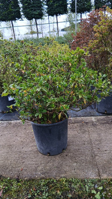Azalea Indica