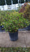 Azalea Indica