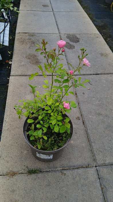 Rosa Ground Cover Mix