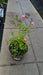 Rosa Ground Cover Mix