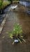 Leucanthemum m. Ohh la Lagrande
