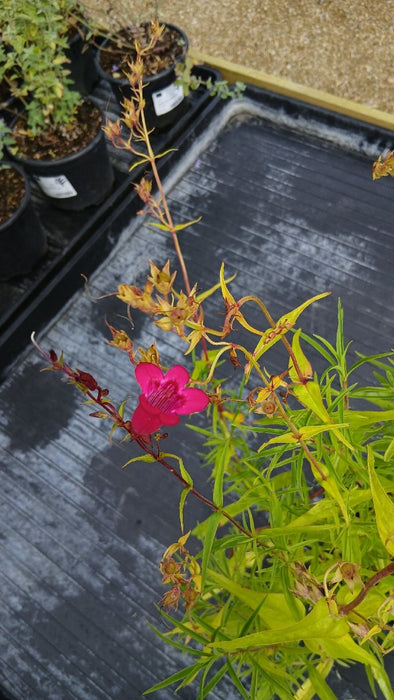 Penstemon 'Garnet'
