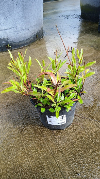 Leucanthemum (S) 'Snowcap'