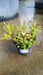 Leucanthemum (S) 'Snowcap'