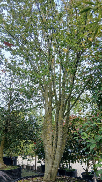 Carpinus bet. 'Quercifolia'