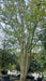 Carpinus bet. 'Quercifolia'