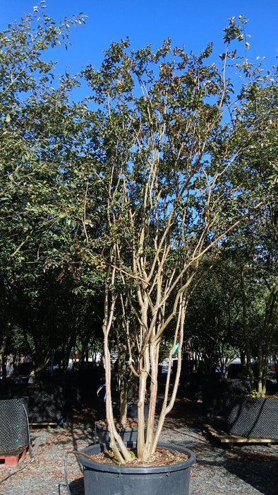 Lagerstroemia i. 'Coccinea'
