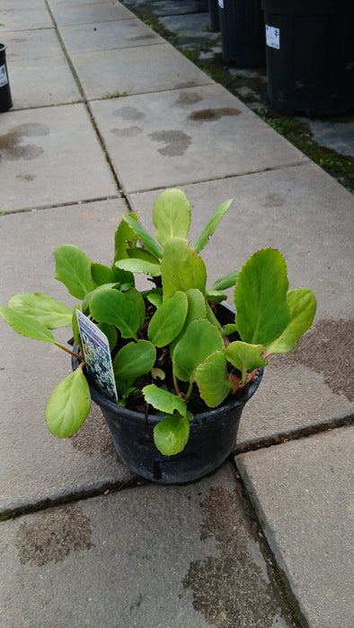 Bergenia 'Bressingham White'