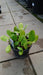 Bergenia 'Bressingham White'