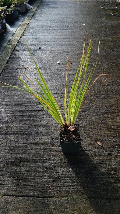 Iris sib. 'Perry's Blue'