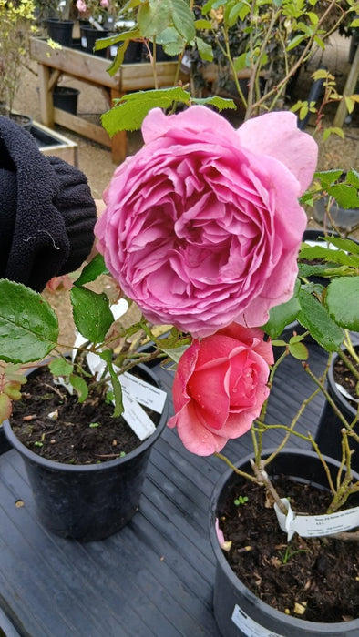 Rosa (H) Princess Alexandra of Kent
