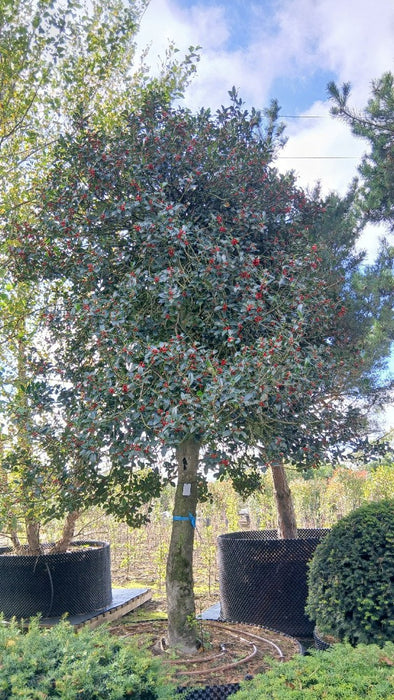Ilex aq. Siberia