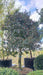 Ilex aq. Siberia