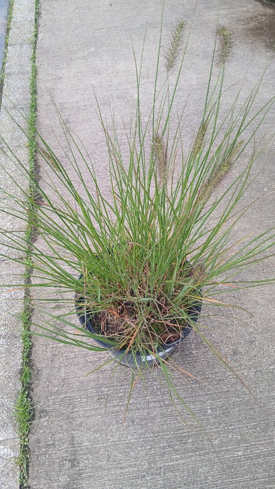 Pennisetum al. 'Hameln'
