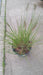 Pennisetum al. 'Hameln'