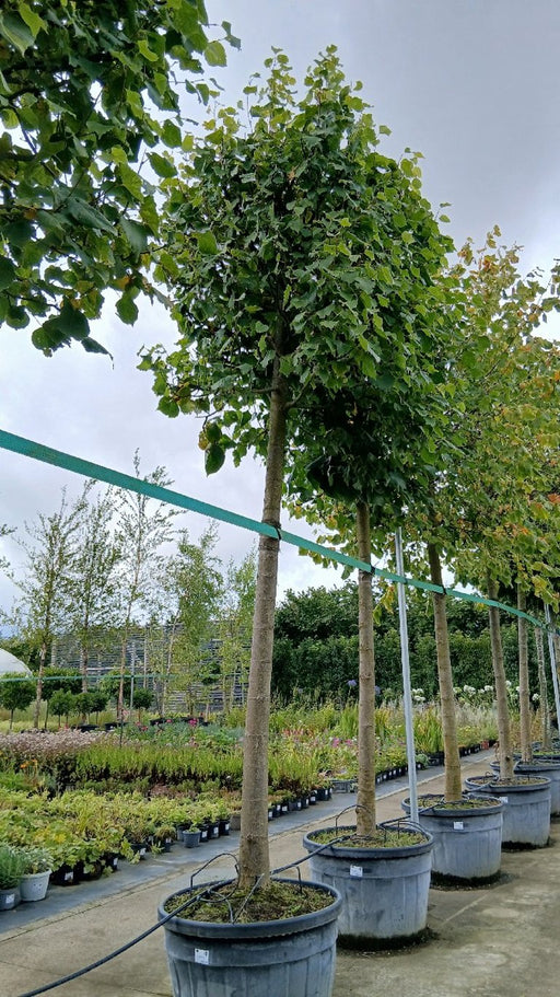 Tilia europaea 'Pallida' (Lime Tree)