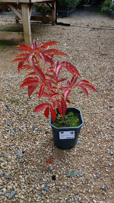 Paeonia (LD) 'Sarah Bernhardt'