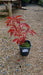 Paeonia (LD) 'Sarah Bernhardt'