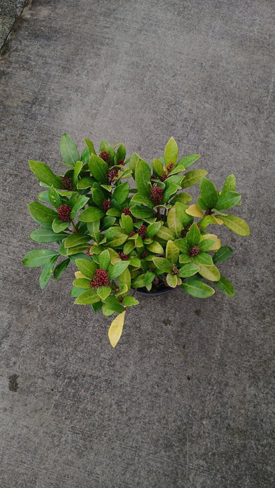 Skimmia j. 'Rubella'