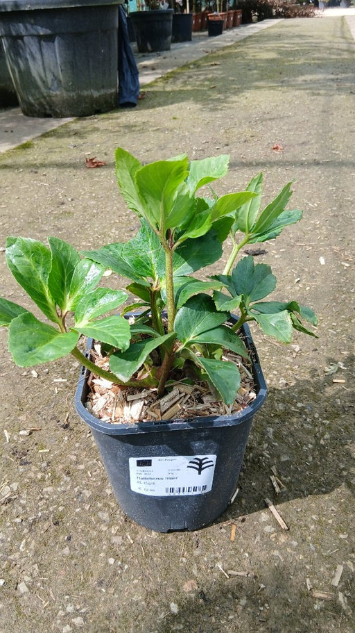 Helleborus niger