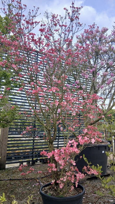Cornus florida rubra