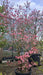 Cornus florida rubra