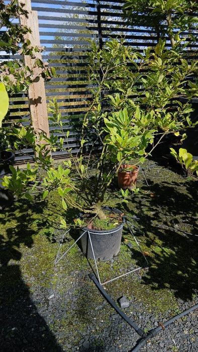 Magnolia stellata