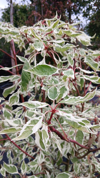 Cornus controversa 'Variegata'