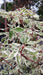 Cornus controversa 'Variegata'