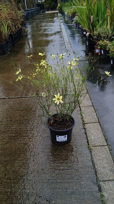 Coreopsis vert. 'Moonbeam'