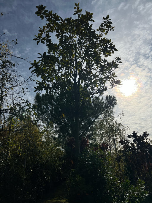 Magnolia Grandiflora Gall