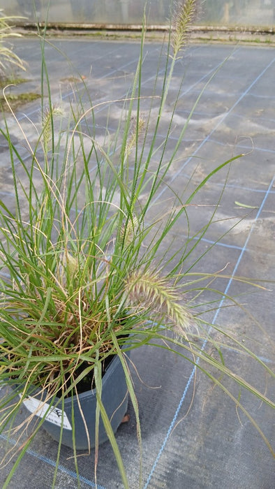Pennisetum al. 'Little Bunny'