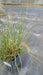 Pennisetum al. 'Little Bunny'