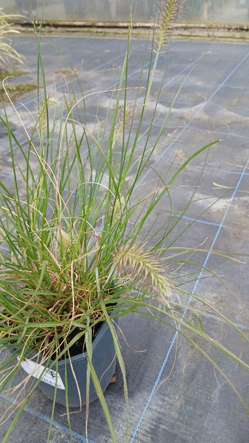 Pennisetum al. 'Little Bunny'