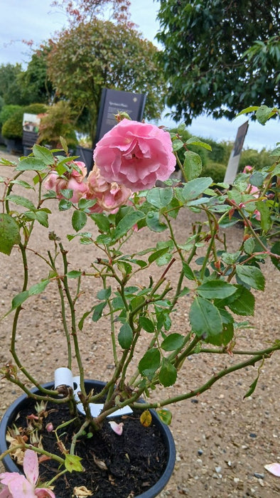Rosa (F) 'Bonica'