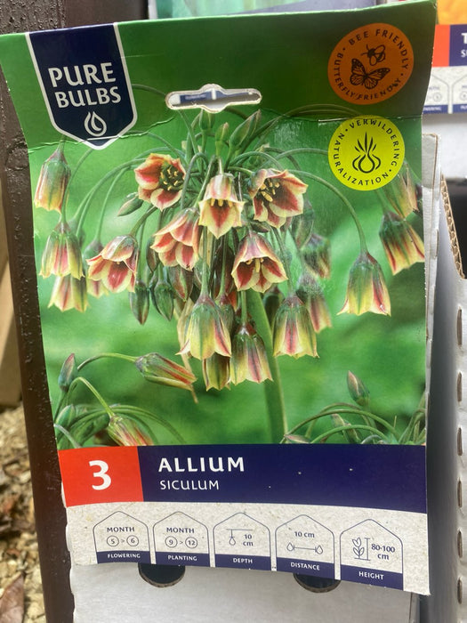 Allium Siculum